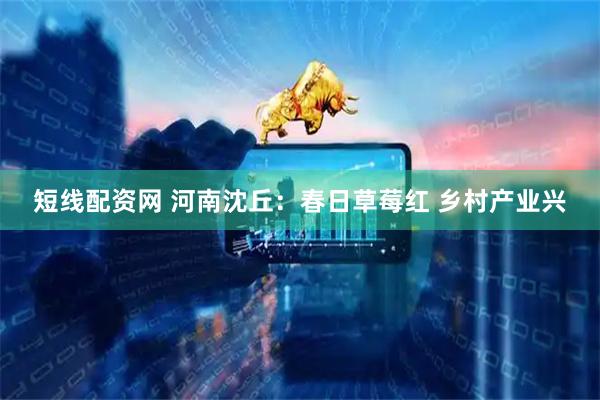 短线配资网 河南沈丘：春日草莓红 乡村产业兴